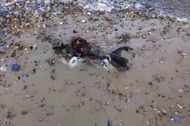 İngiltere'nin Great Yarmouth bölgesinde bulunan Norfolk plajı ilginç bir görüntüye sahne oldu. Plajda kıyıya vurmuş halde deniz kızına benzeyen bir ceset bulundu.