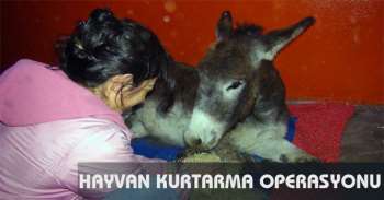 Tatvan’dan Muş’a hayvan kurtarma operasyonu