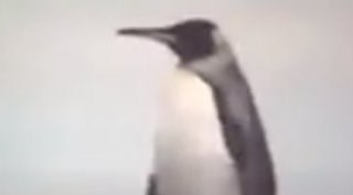 SAADET'ten penguenli film: Bay bay hepiniz