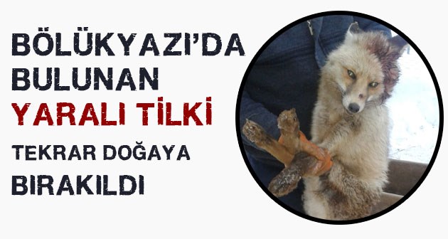Bitlis Bölükyazı'da bulunan yaralı tilki tekrar doğaya bırakıldı