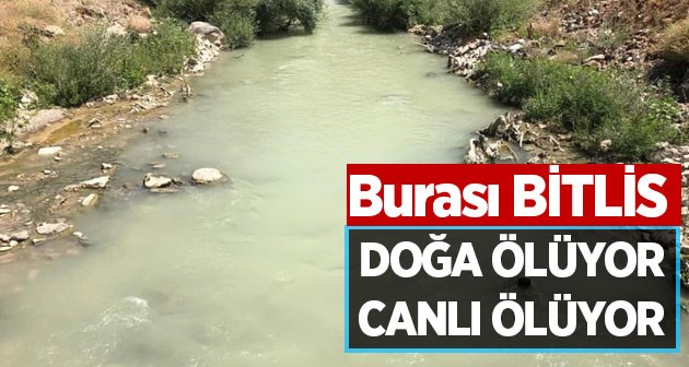 Bitlis'te dereler risk altında tek canlı kalmadı!