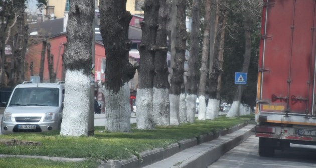 Tatvan’da ağaçlar kireç ile boyanıyor