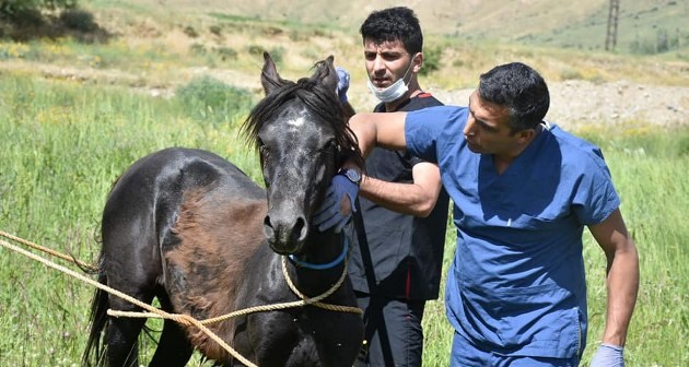 Yaralı at Tatvan’da tedaviye alındı